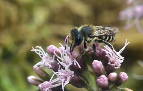 Megachile sp.